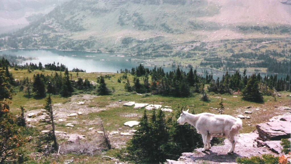 A mountain goat stands majestically on a peak, gazing over a serene lake in Glacier National Park, Montana.