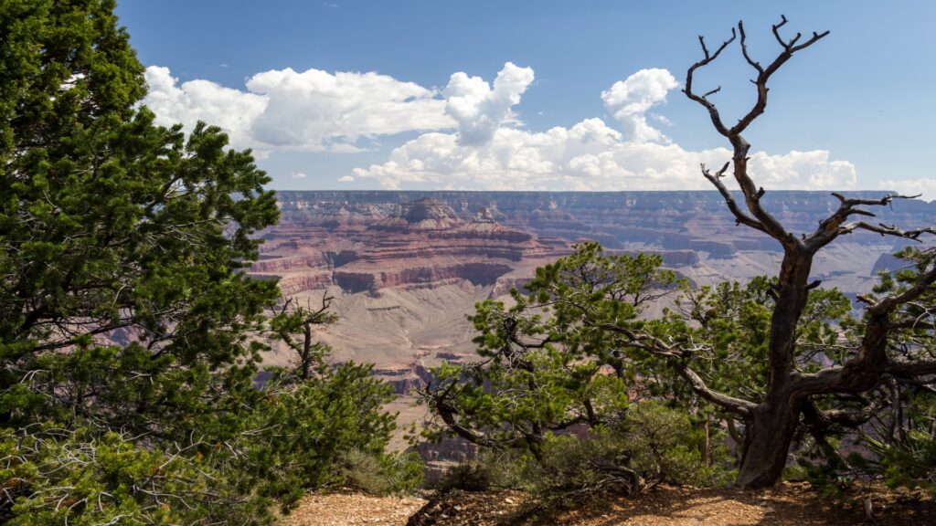 In Grand Canyon National Park, a tree stands with a dead branch, symbolizing resilience in the rugged natural environment.