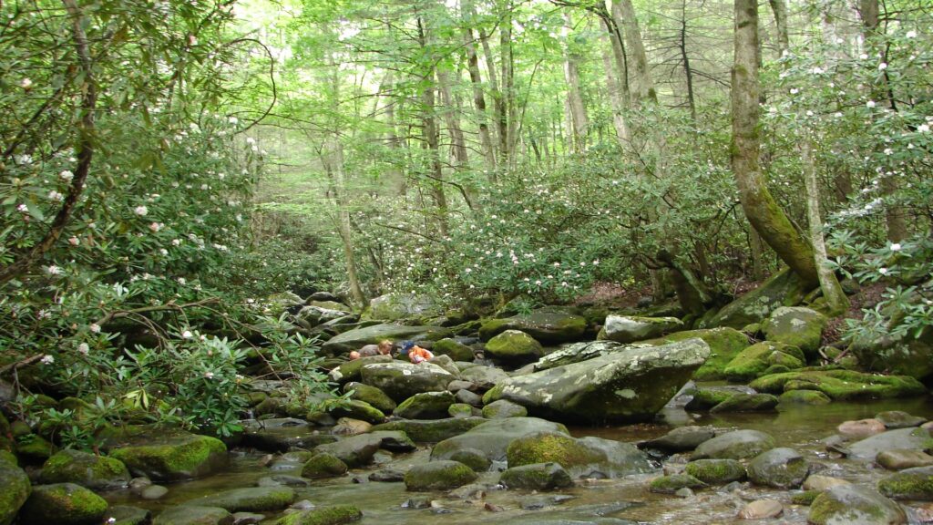 A serene stream flows through a lush green forest, surrounded by tall trees and dappled sunlight filtering through the leaves.