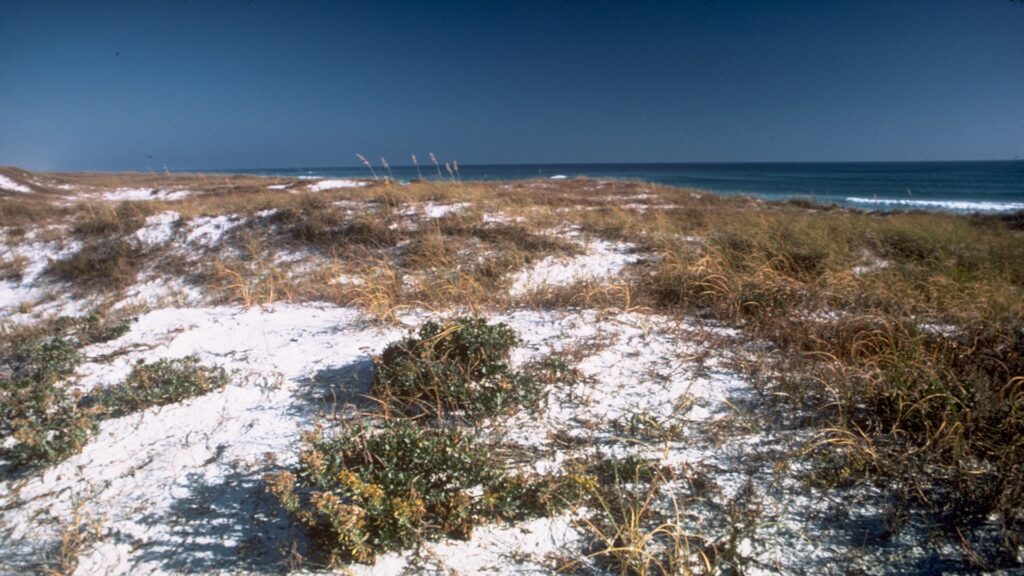 Serene landscape of Gulf Islands National Seashore, highlighting sandy shores, grassy dunes, and coastal shrubs.