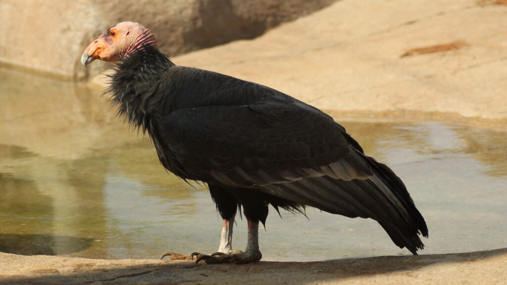 A black bird rests on a rock near calm waters, creating a peaceful scene in nature.