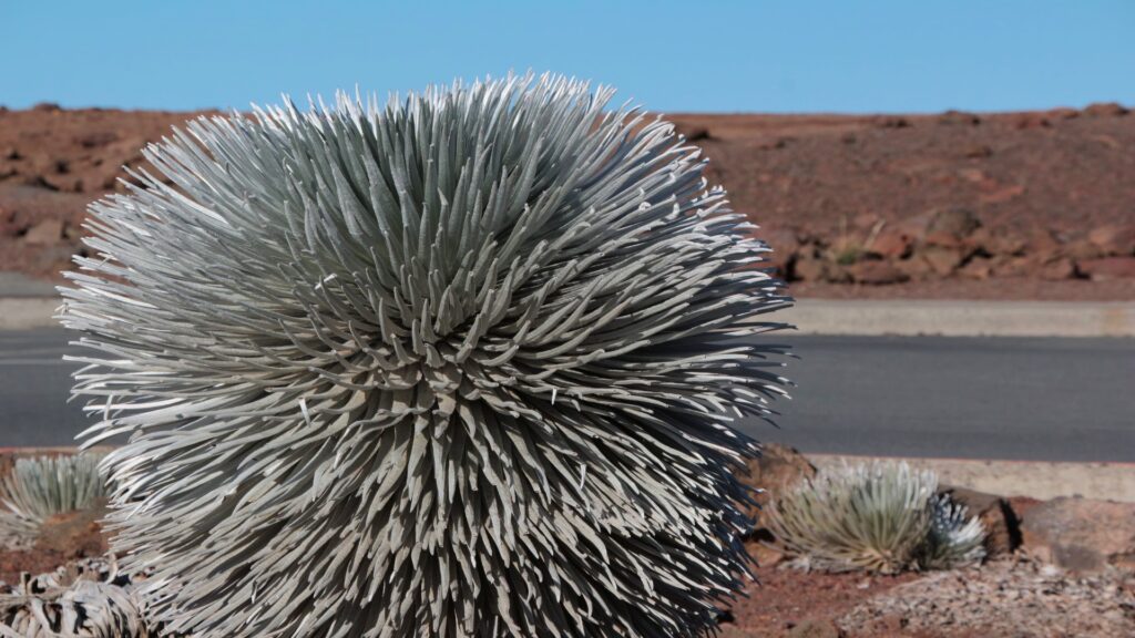 A prominent plant covered in sharp spikes, highlighting its distinctive texture and bold presence in the landscape.