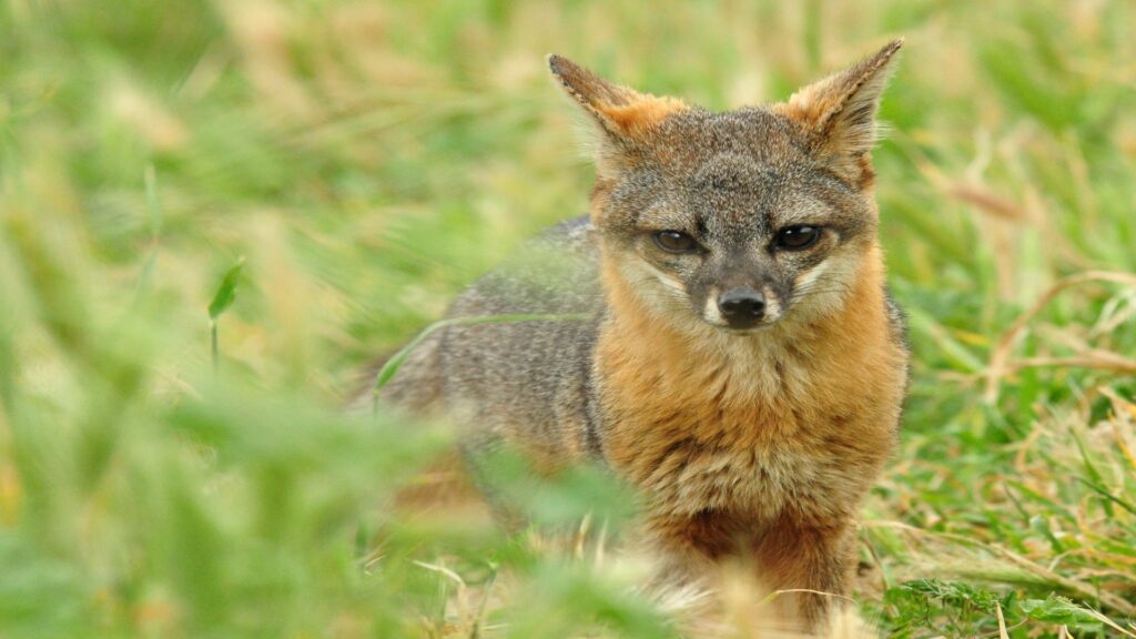 A gray fox is captured in a moment of stillness, surrounded by swaying tall grass in its wild environment.