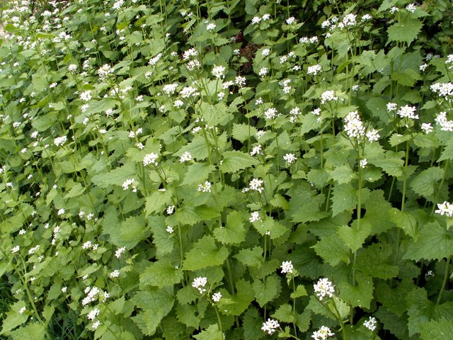 A vibrant field filled with delicate white flowers surrounded by lush green leaves under a clear blue sky.