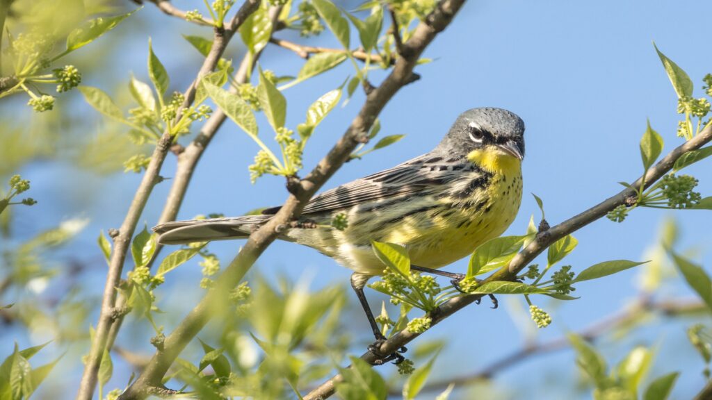 A Kirtland’s warbler sits on a tree branch, showcasing its vibrant plumage against a backdrop of leafy greenery.