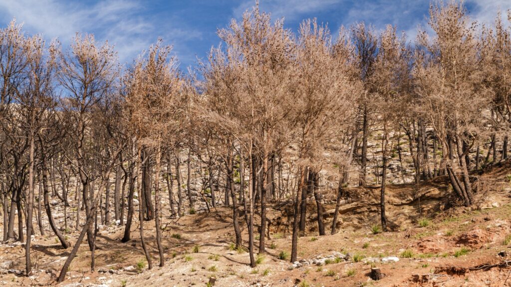A solitary horse on a hillside, surrounded by trees, captures the tranquility of nature in a picturesque setting.