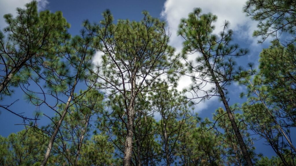 Longleaf pine trees stand tall against a clear blue sky, showcasing their distinctive needles and rugged bark.