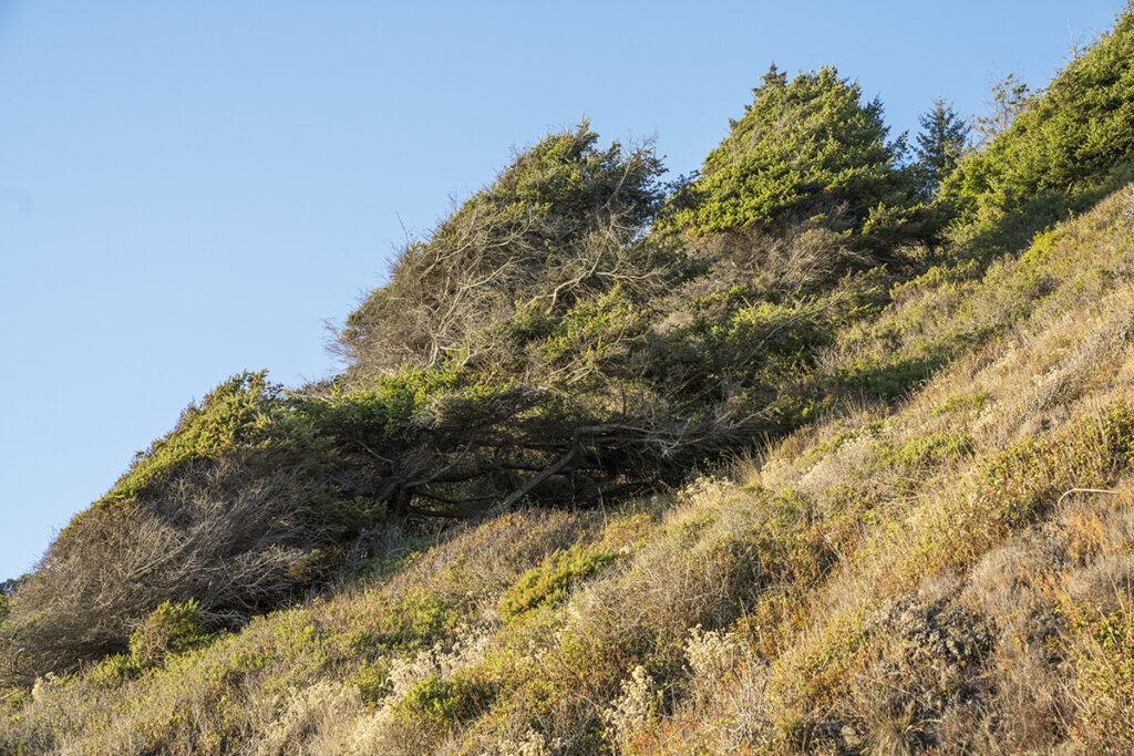 A majestic large tree stands proudly on a green hillside, its branches reaching out against a clear blue sky.