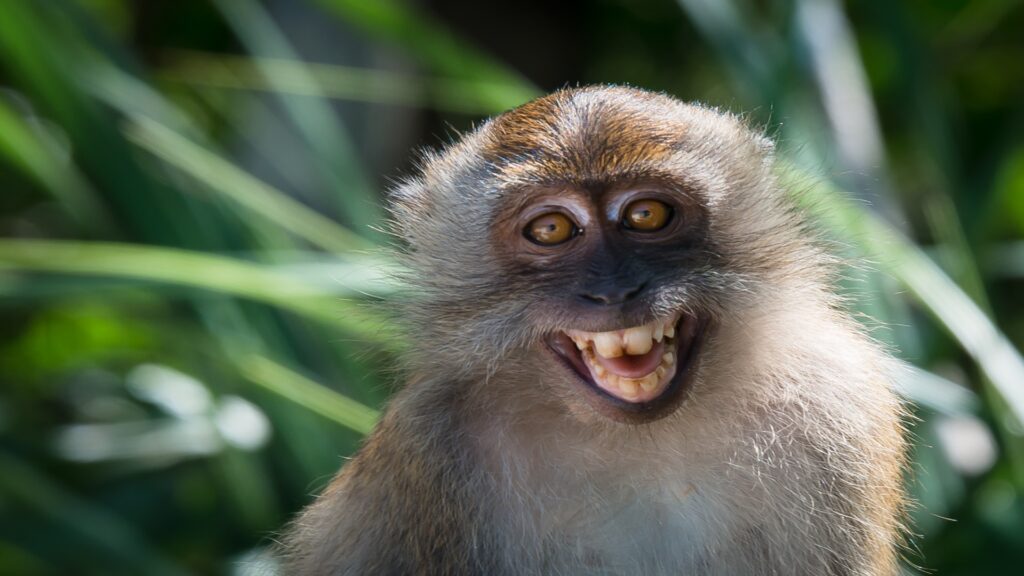 A cheerful macaque monkey grinning widely with its mouth open, exuding a sense of joy and curiosity in its environment.