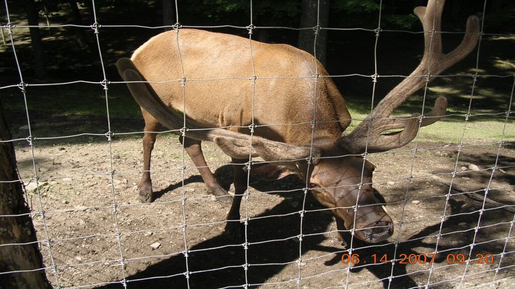 A solitary moose, with prominent antlers, stands in a fenced enclosure, highlighting its natural beauty and strength.