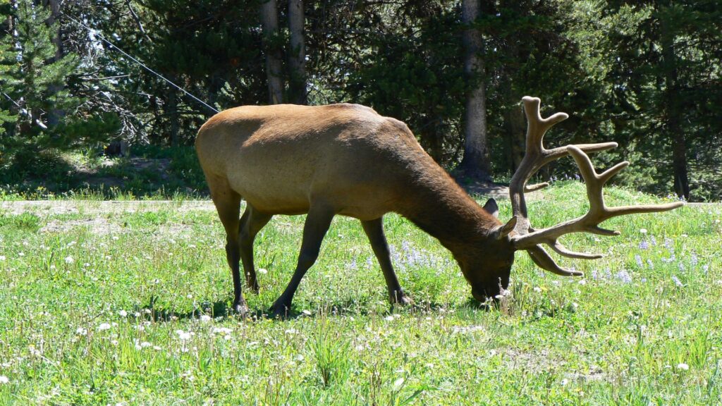 A large brown elk grazes peacefully in a lush field at Yellowstone National Park, Wyoming, surrounded by natural beauty.