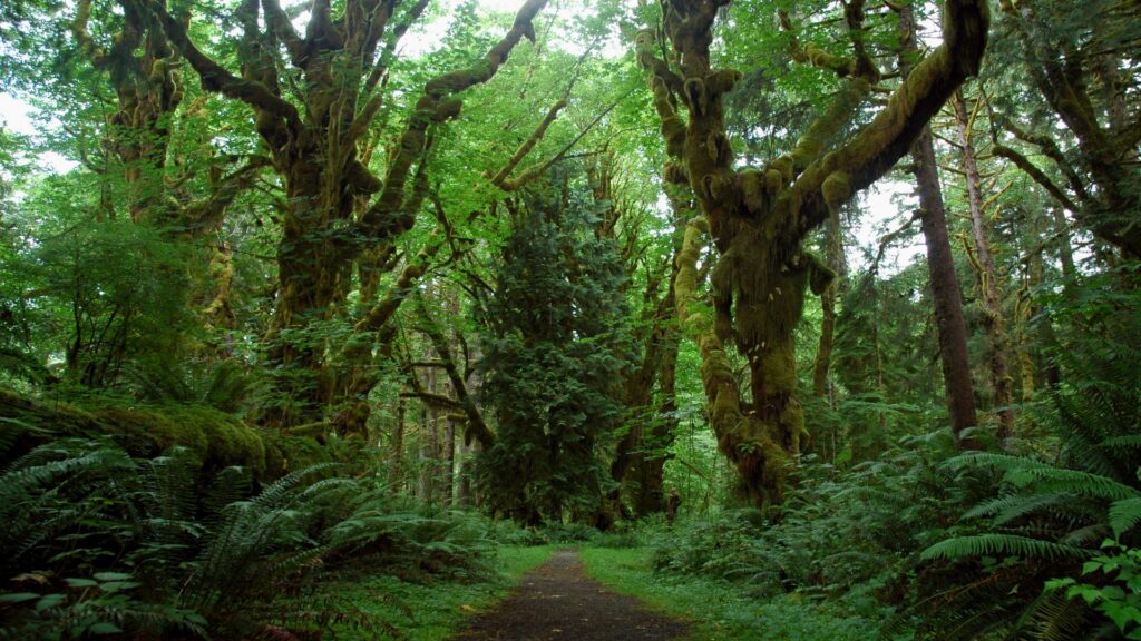 A serene path winds through a vibrant forest, surrounded by towering trees and lush ferns in Olympic National Park.