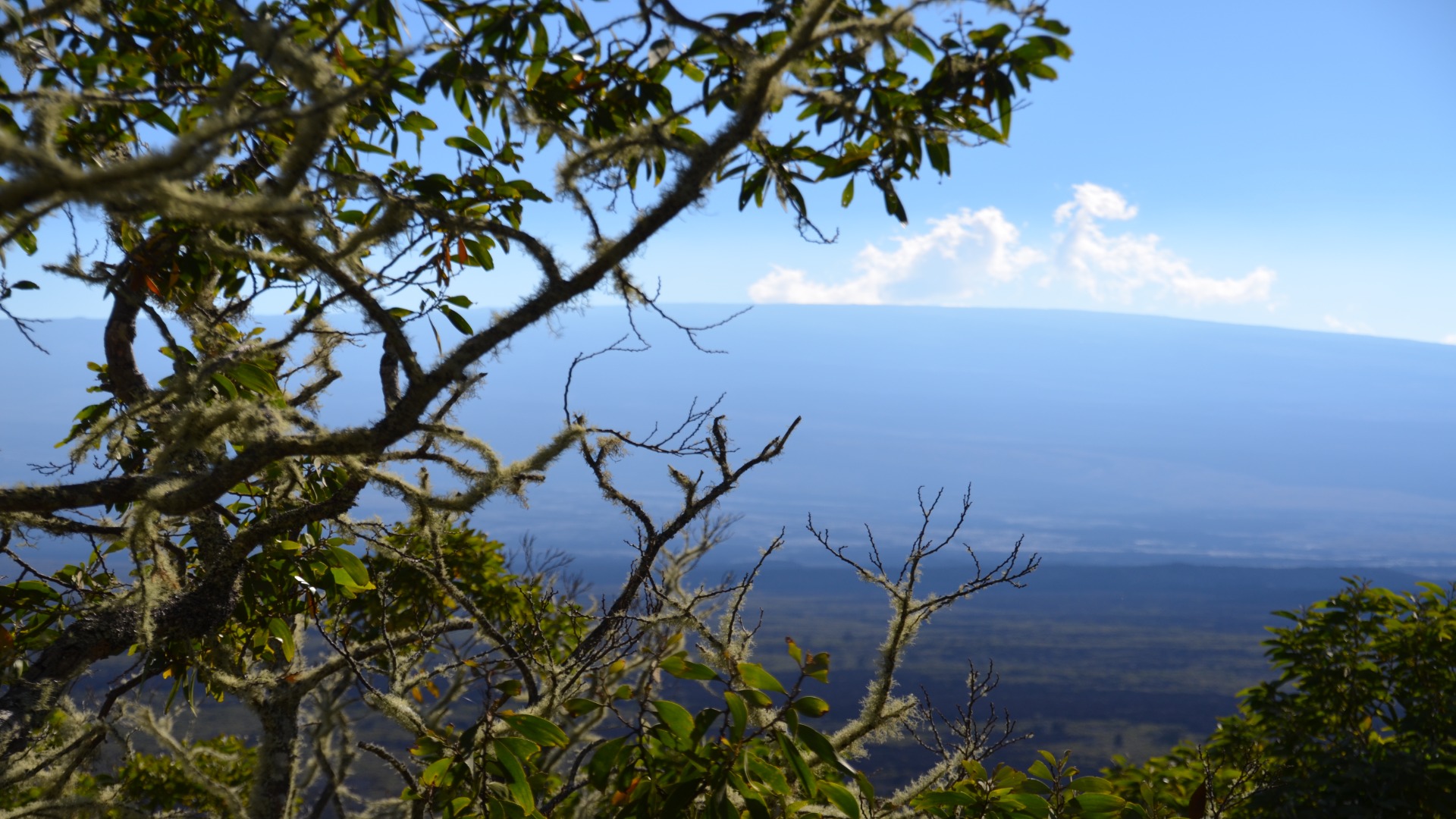 A breathtaking view of Mauna Loa's expansive mountains, partially obscured by the foliage of a tree.