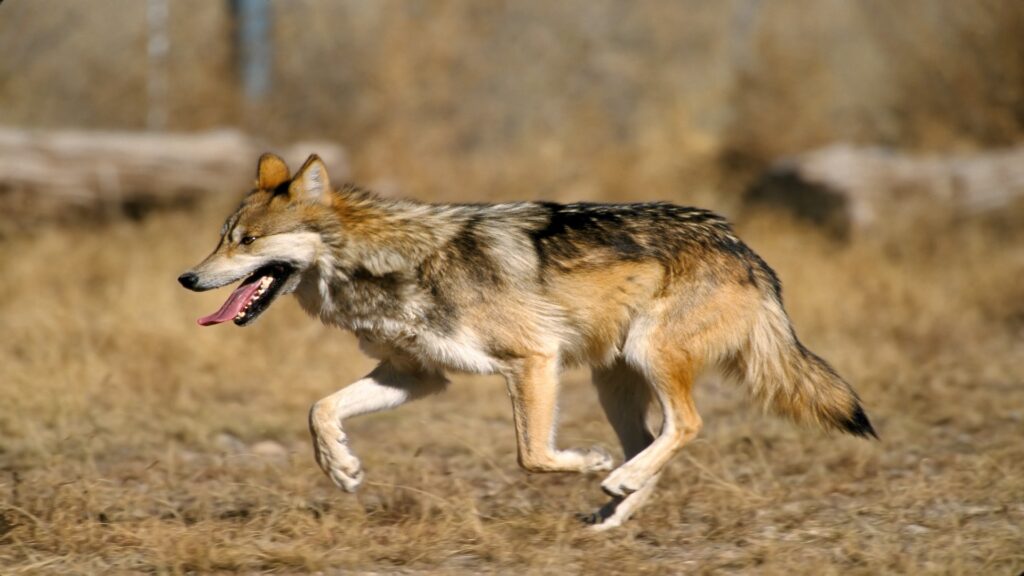 A Mexican Gray Wolf sprints through the grass with its tongue out, highlighting its agility and vibrant connection to nature.