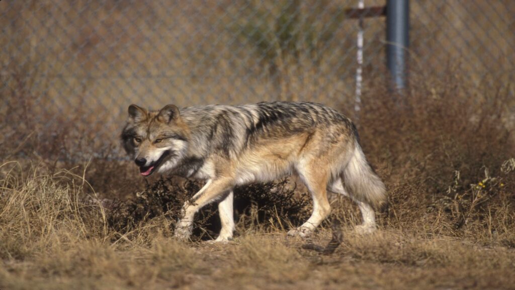 A gray wolf walks gracefully across a field, with a rustic fence visible nearby.