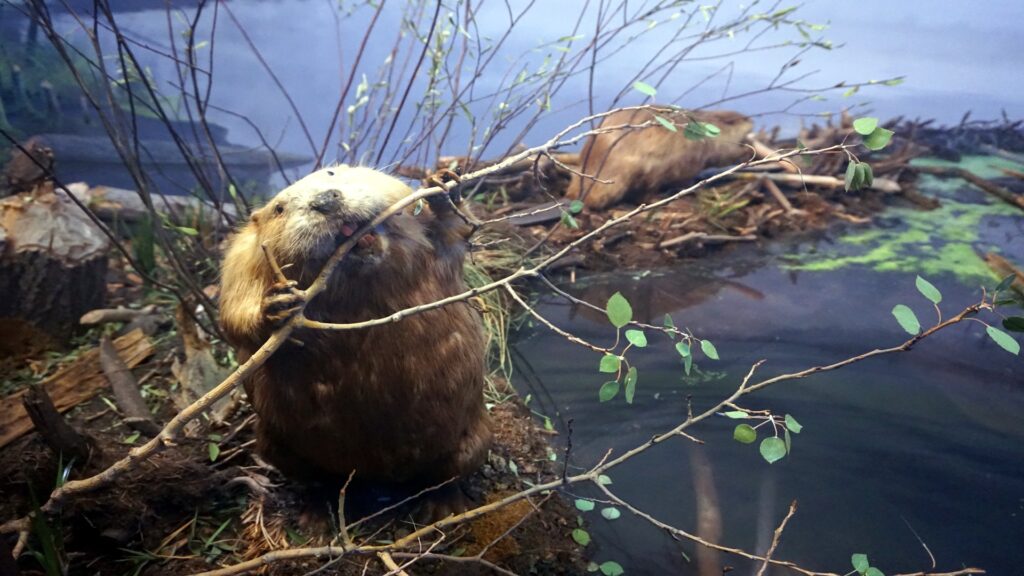 A beaver enjoys a stick in the water, demonstrating its characteristic feeding habits in a tranquil aquatic setting.