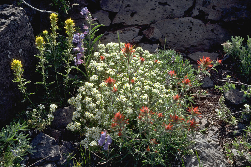 Mixed Wildflowers found in the Rooster Comb Research Natural Area on Steens Mountain, in Southeastern Oregon.