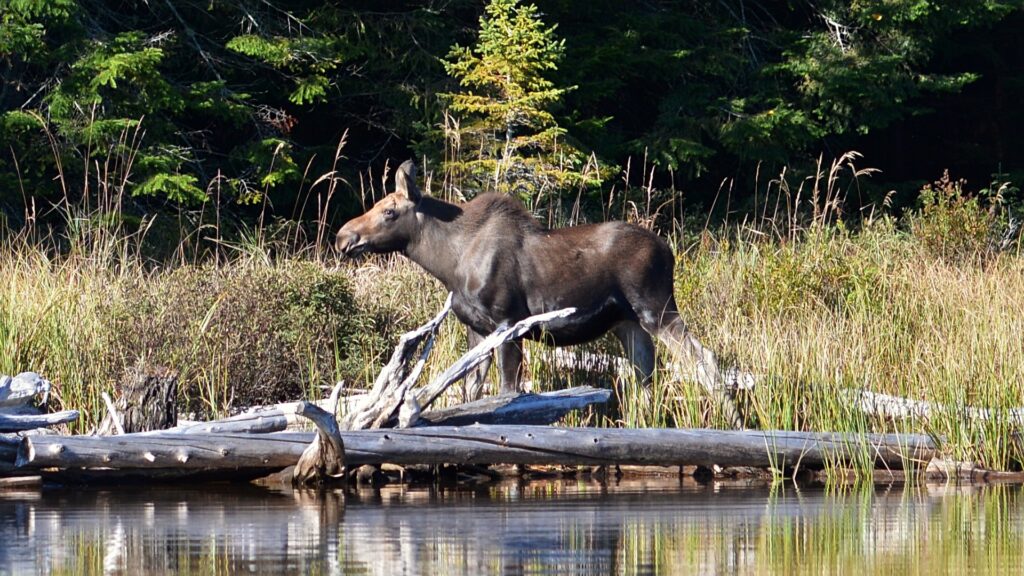 A moose walks gracefully through the tall grass of Algonquin Provincial Park, Ontario, blending into the serene landscape.