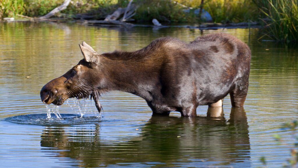 A moose quenches its thirst at a tranquil water source in Grand Teton National Park, surrounded by vibrant nature.