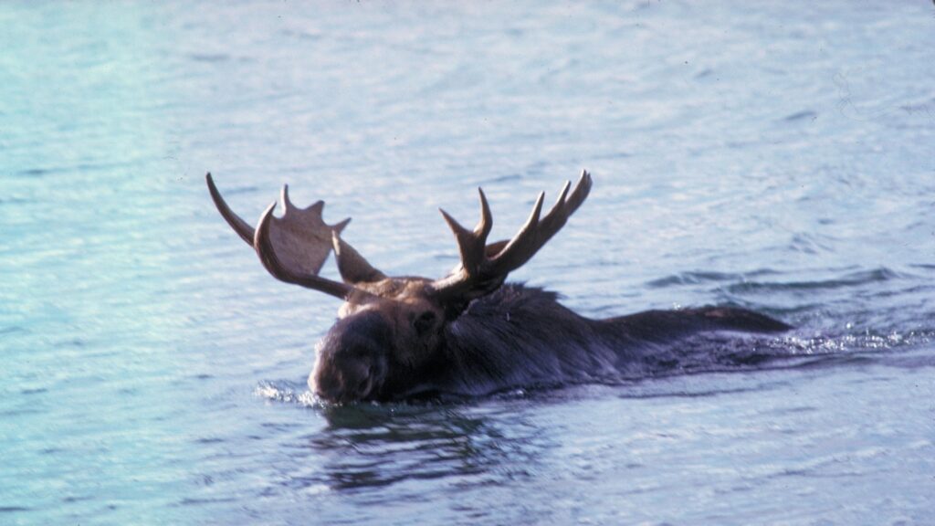 A moose paddles through the tranquil waters of Isle Royale National Park, showcasing its majestic presence in nature.