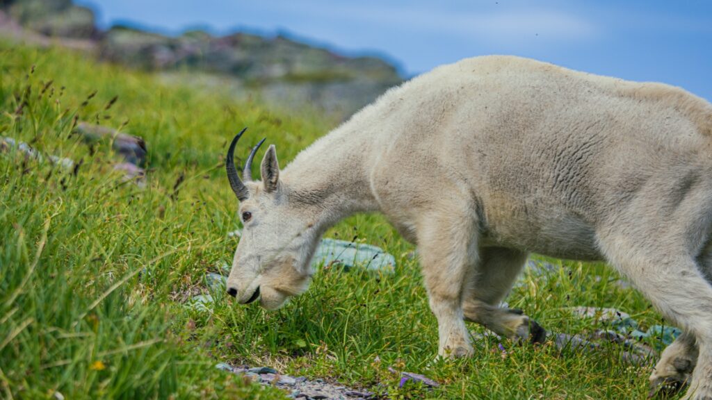 A mountain goat is seen grazing on vibrant green grass, embodying the tranquility of rural life in a sunny landscape.