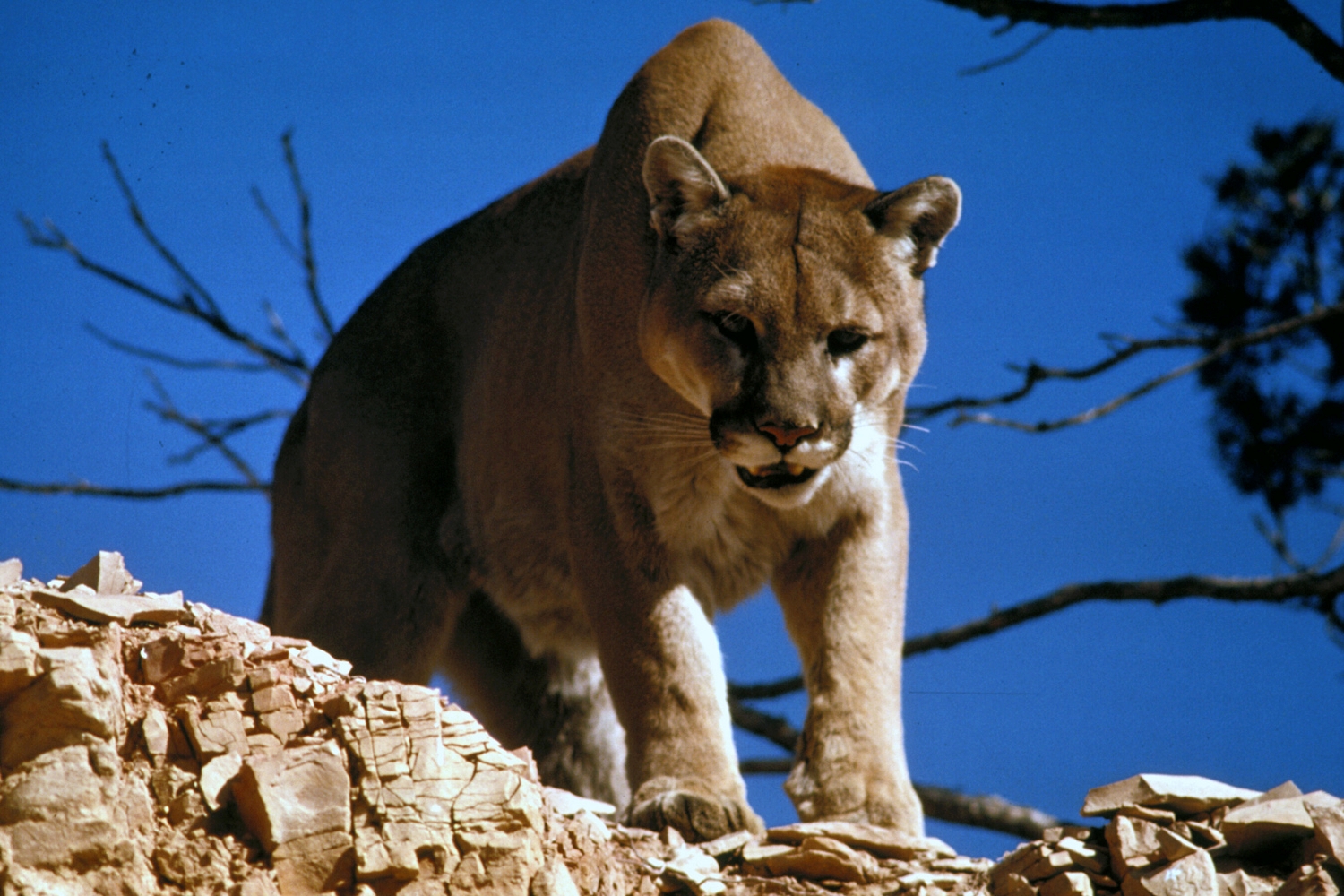 Mountain Lion in Glacier National Park