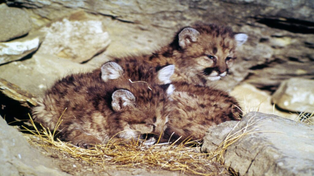 A trio of mountain lion cubs resting on a rock in a rocky terrain, showcasing their playful nature.