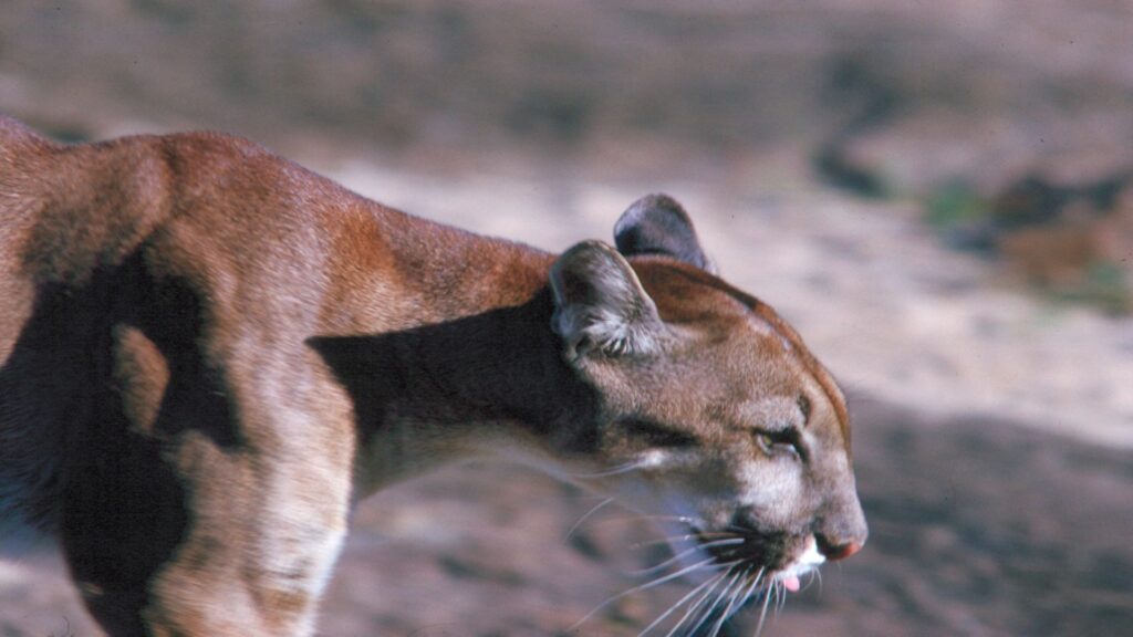 A mountain lion walks gracefully on the ground, its sleek body poised and alert in its natural habitat.