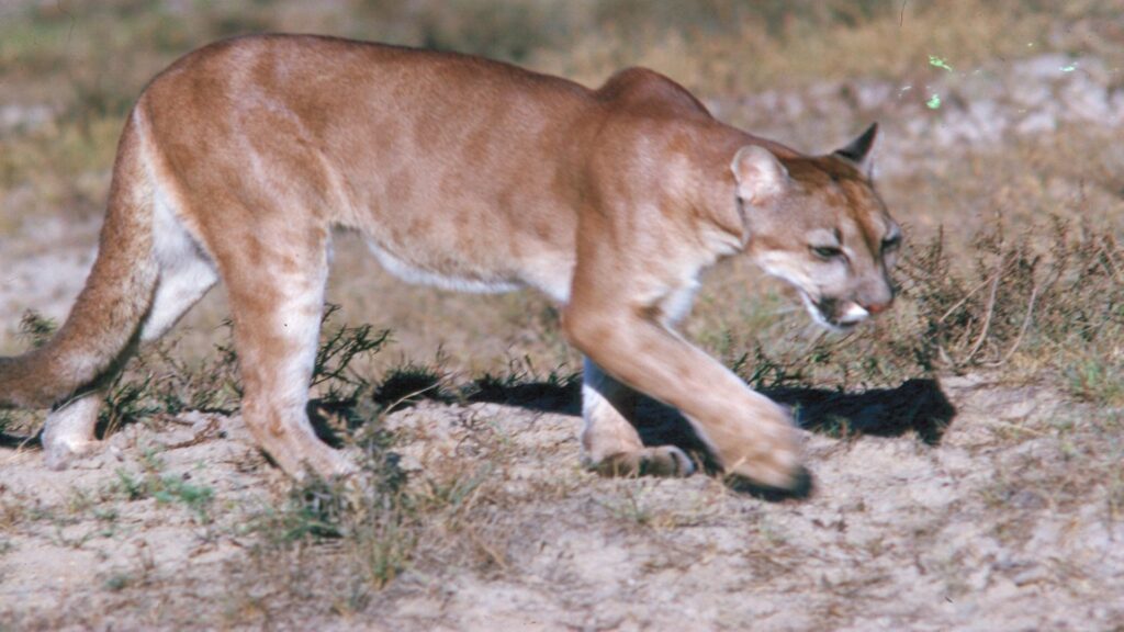 A mountain lion walks confidently through a grassy field, blending into the natural landscape with its tawny fur.
