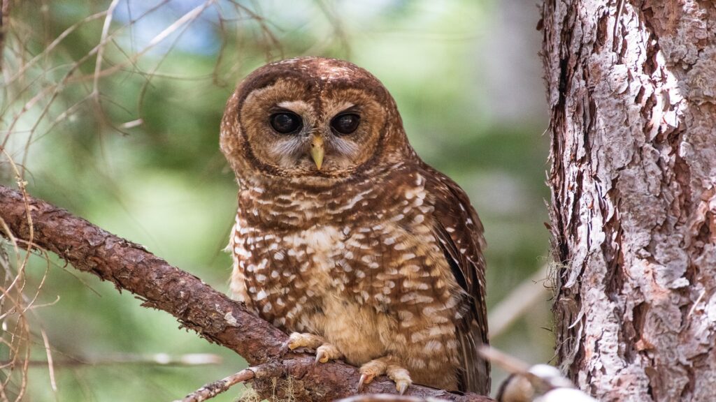 A majestic owl sits on a tree branch, its silhouette framed by the lush greenery of the forest canopy.