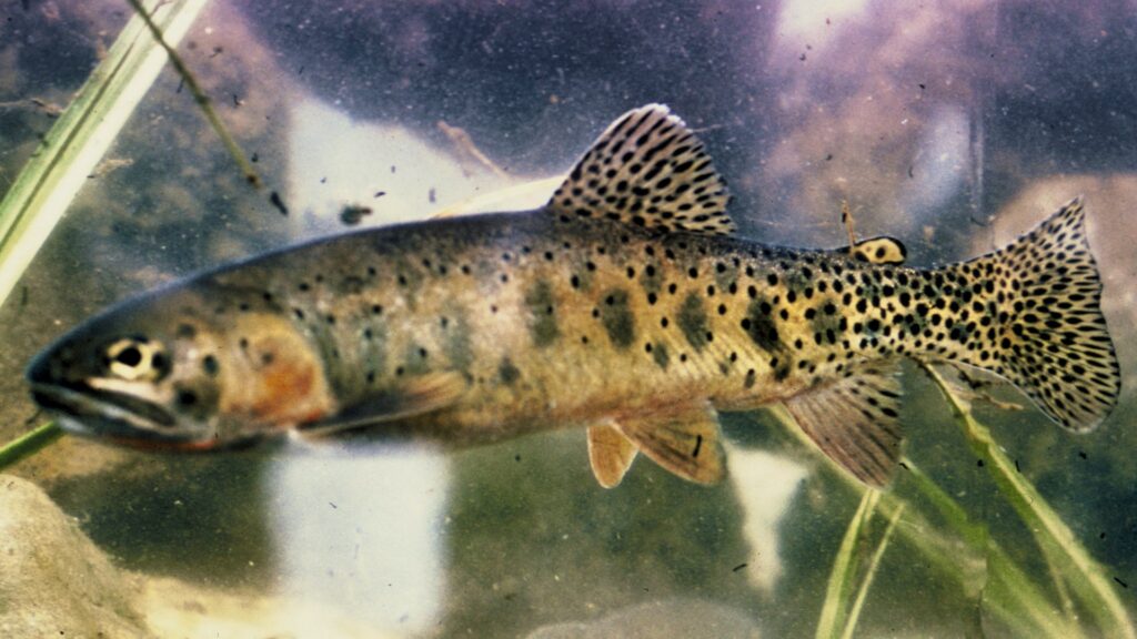 A brown trout gracefully swims through a clear pond, showcasing its vibrant colors and sleek form.