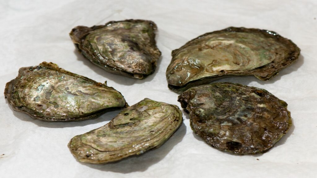 A cluster of four Olympia oysters, showcasing their unique, ridged shells and natural ocean hues.