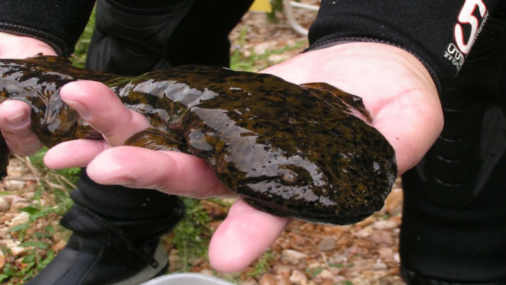 A person carefully holds a large black and green amphibian, drawing attention to its bold colors and unique shape.