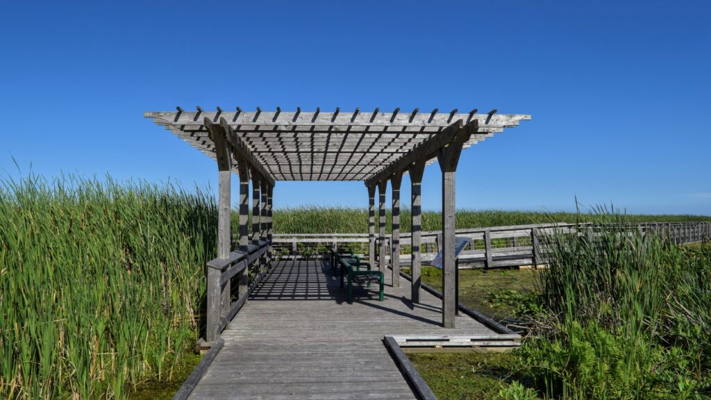 A serene wooden boardwalk at Point Pelee, Canada, featuring a bench and a pergola surrounded by lush greenery.