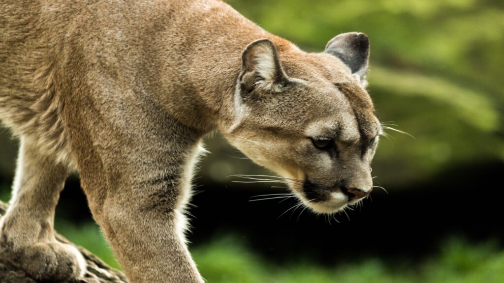 A mountain lion strides confidently on a rock, highlighting its sleek form against a rugged landscape.