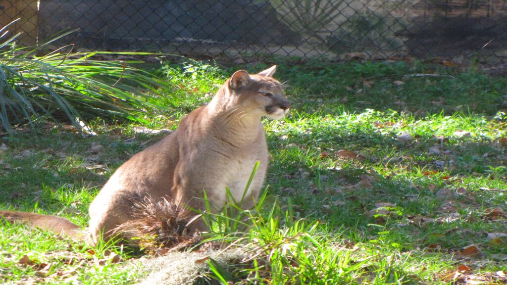 A Florida Panther resting gracefully in lush green grass, showcasing its sleek fur and alert expression.