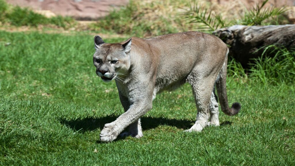 A mountain lion walks through lush green grass, embodying the elegance and strength of this majestic wild cat.