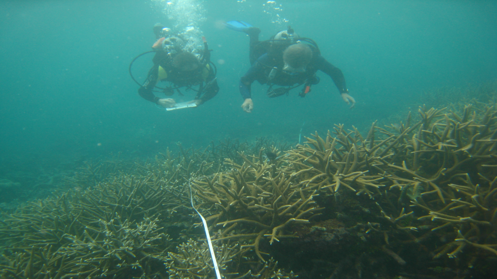 Two scuba divers explore vibrant coral formations underwater, showcasing the beauty of marine life and ecosystems.