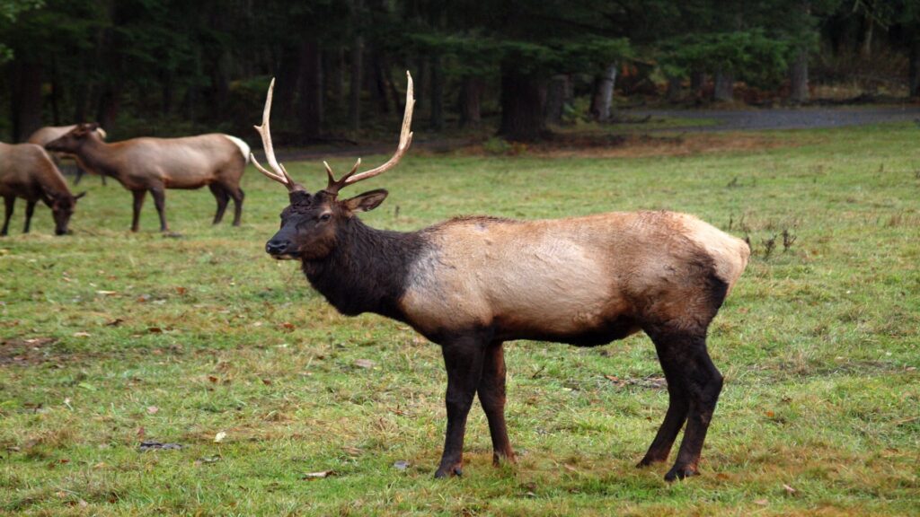 A majestic Roosevelt elk stands in a lush field, surrounded by other wildlife in Olympic National Park's serene landscape.