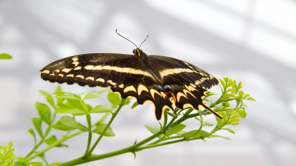A vibrant butterfly rests delicately on a green plant, showcasing its colorful wings against the lush foliage.