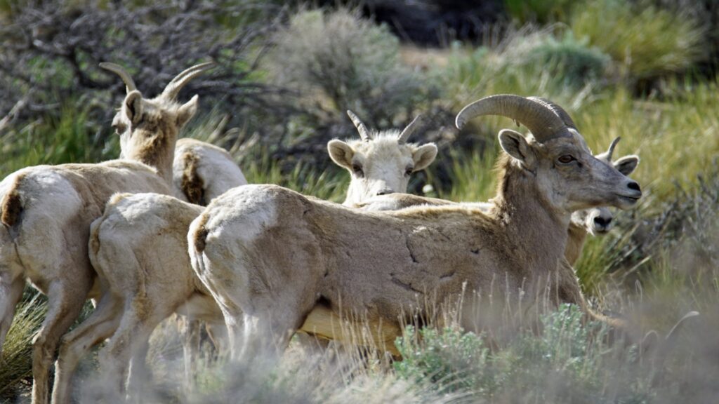 A group of bighorn sheep grazes peacefully in a lush green field under a clear blue sky.