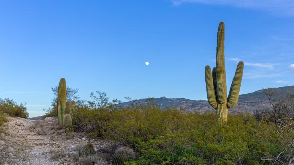 A desert trail with cactus plants, bathed in the soft light of a full moon above.