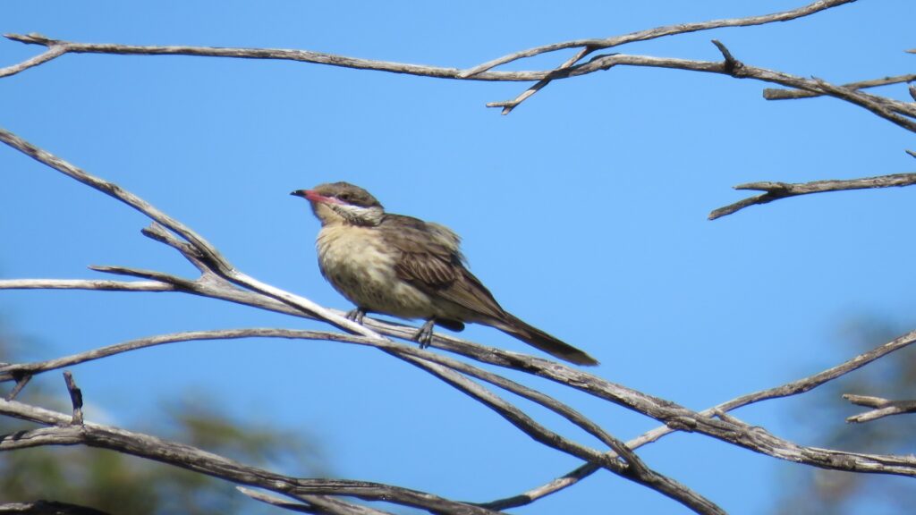 A bird sitting on a tree branch under a vivid blue sky, capturing a peaceful moment in nature.