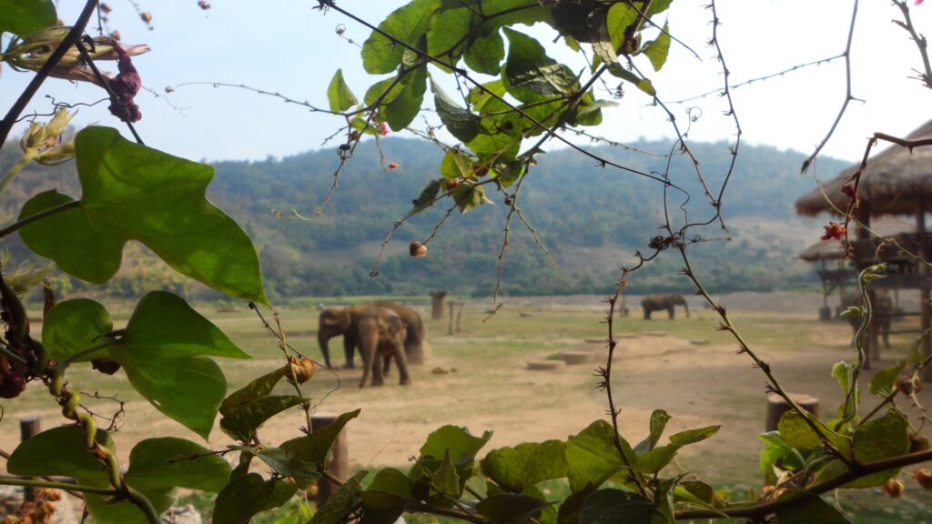 A group of elephants moving together across a vibrant field, showcasing the beauty of the Elephant Nature Park.