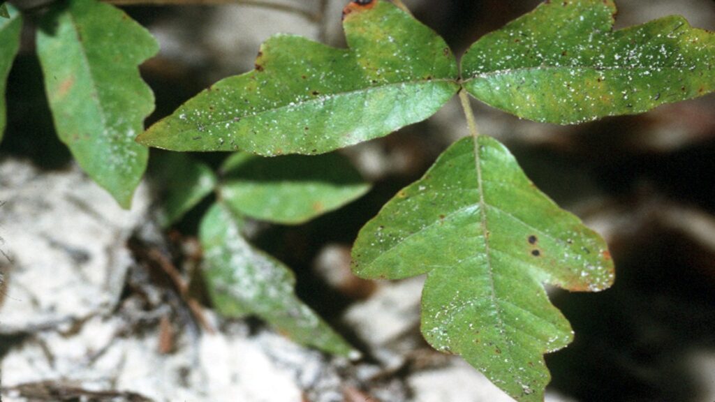 Detailed view of a poison oak leaf with small white spots, showcasing its distinctive appearance and warning of skin reactions.