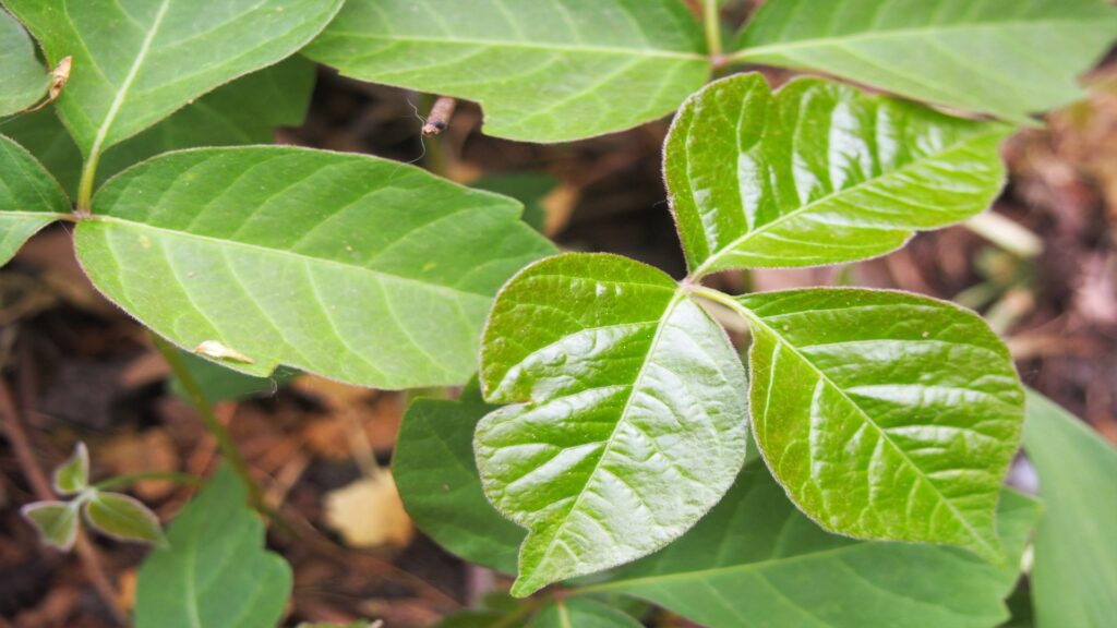 Close-up of vibrant green leaves showcasing intricate textures and natural patterns in a lush plant.