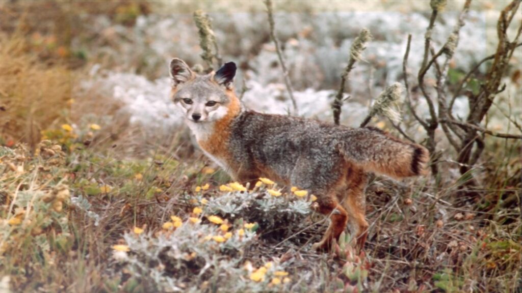 A gray fox stands among vibrant flowers in the brush, showcasing its sleek fur and alert posture in a natural setting.