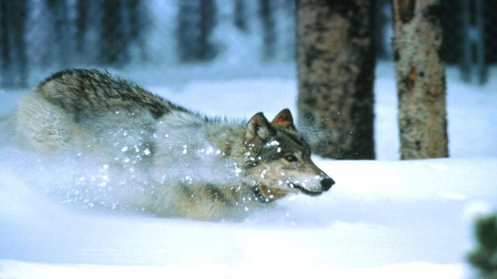 A wolf gracefully runs through the snowy woods of Yellowstone National Park, showcasing its agility and strength.