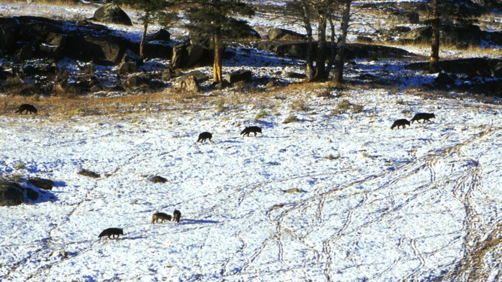 A wolf pack trudges through the snow at Yellowstone National Park, showcasing their natural habitat in winter.