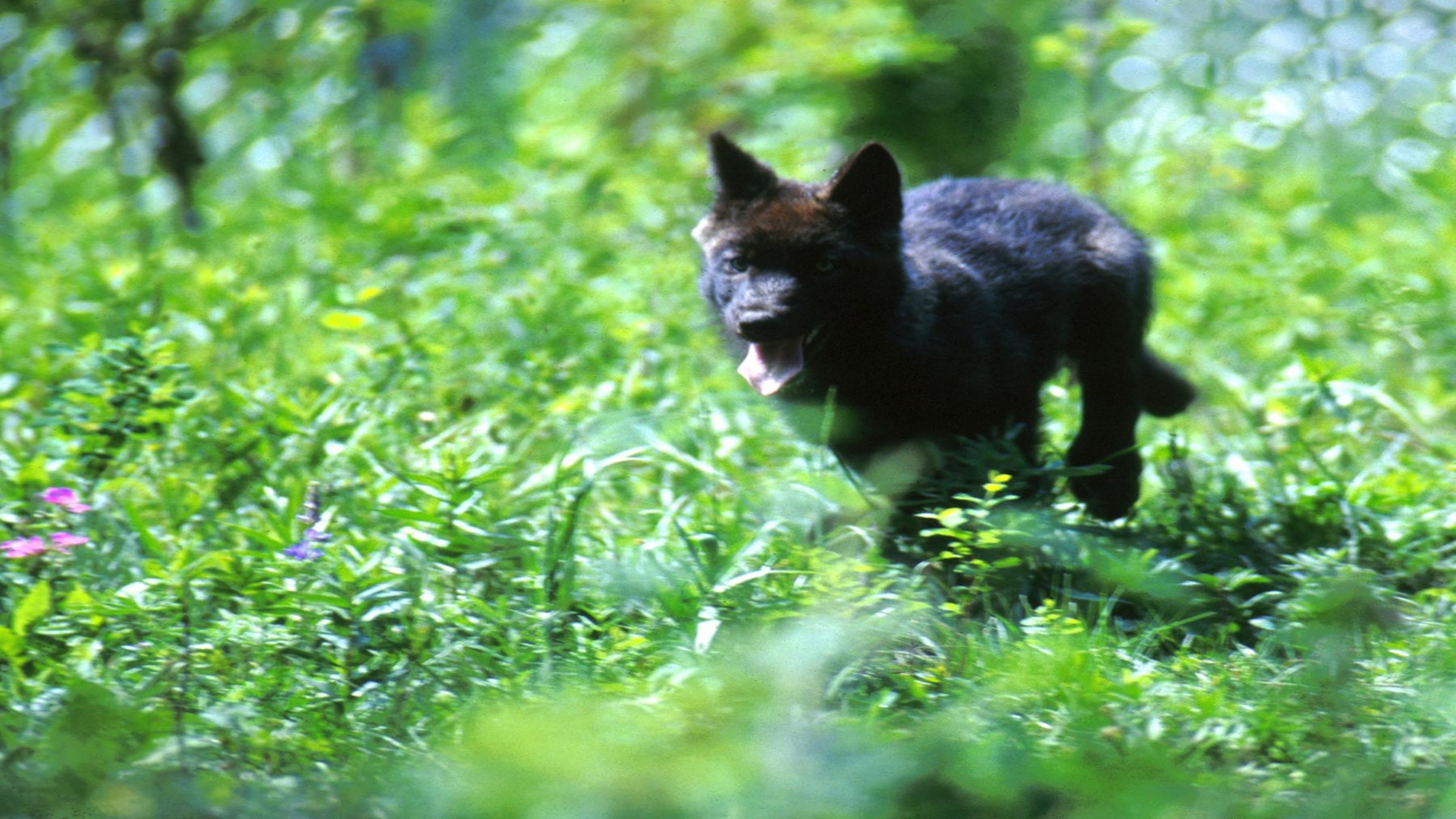 A black dog dashes across a lush green field, capturing the essence of freedom reminiscent of wolves in Yellowstone.